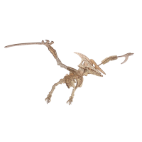 Bouwpakket Pterosaurus- kleur